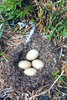 219-Eider Duck Nest, Newfoundland.jpg