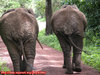 DSCN1277-Elephant-Tail-Wagging.jpg