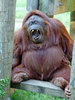 orangutan_1a_184.jpg