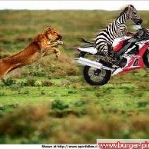 Wheely Zebra!!!